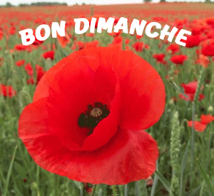 Gif animé Bon dimanche coquelicot